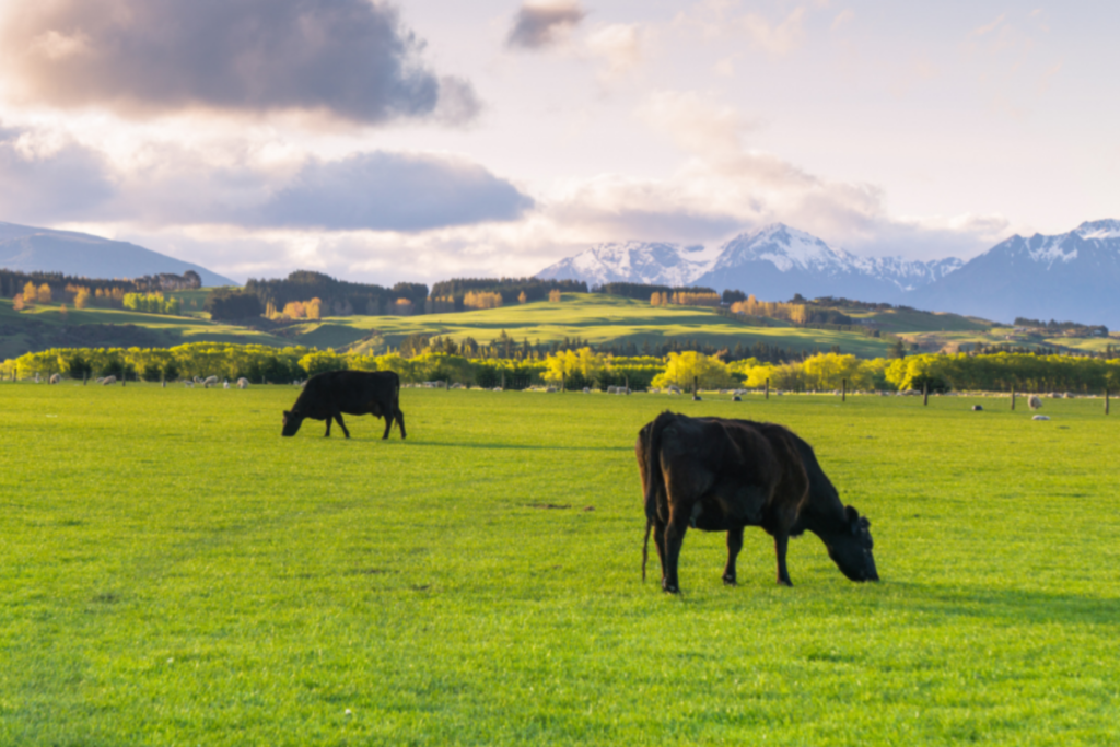 Cows eating grass on a pasture